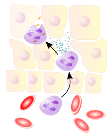 ALLERGY：成人和儿童嗜酸<font color="red">粒细胞</font><font color="red">性</font>食管炎中嗜酸性<font color="red">粒细胞</font>分子谱差异性研究