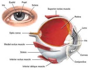 电子人工视网膜助患者复明
