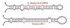 Nature：脂肪会通过<font color="red">释放</font>microRNA调节你的身体
