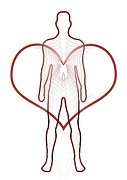 Circ-Cardiovasc Gene：透明质酸酶2缺乏会增加间质细胞，导致先天性心脏病和心力衰竭