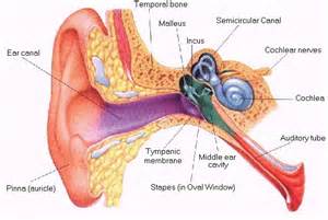 长期服用镇痛药或可增加听力丧失风险