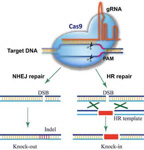 利用 CRISPR-Cas9 技术让小鼠重见光明