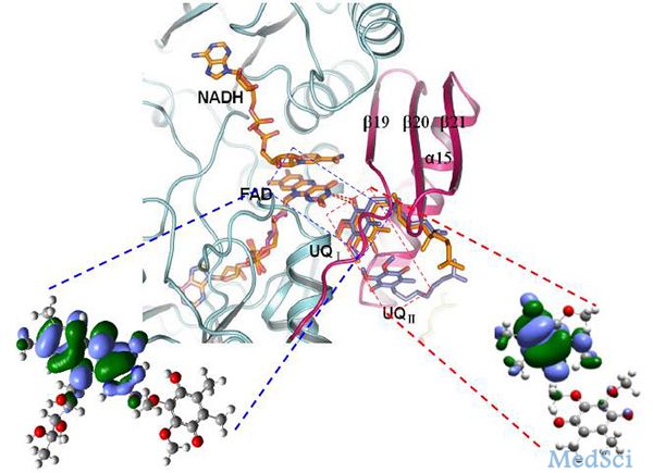 清华大学杨茂君研究组阐述呼吸链II型复合物I的反应机理及以其为靶标的高活性抗耐药性疟疾