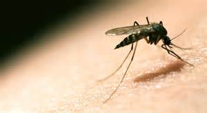早期临床试验证明一种新疟疾疫苗有效