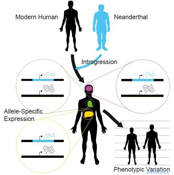 Cell：古人类的 DNA 仍影响着现代人的基因表达