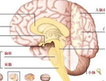【快速一览】近期脑损伤疾病精华研究汇总
