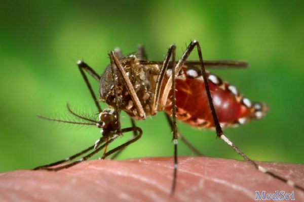 Sci Adv：寨卡（<font color="red">Zika</font>）病毒引起睾丸萎缩
