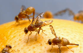 果蝇可能成为抗药性基因散布的帮凶？