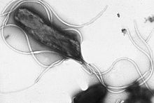 PLOS Genet：不同的幽门螺旋杆菌亚群在美洲迅速进化