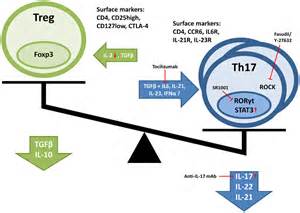 J immunol：Th17细胞激活的代谢调控
