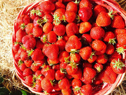 农业部专家：使用植物激素的草莓到底能不能吃