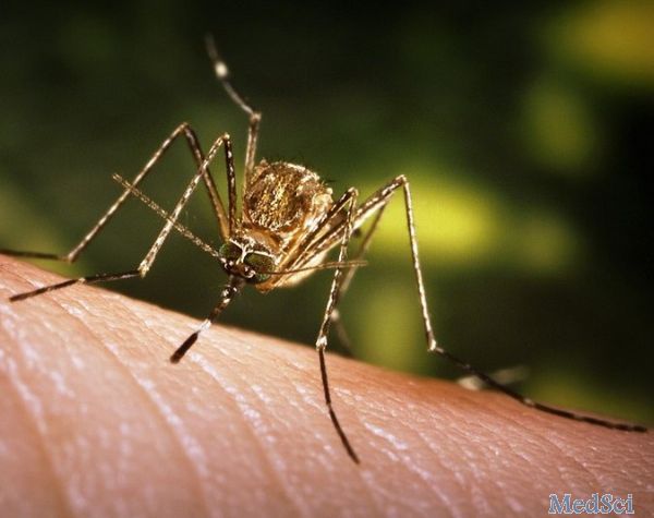 一种疫苗或能抵御所有蚊媒疾病