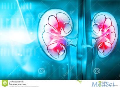 Kidney Int：间充质干细胞衍生的胞外囊泡可以减弱肾脏炎症