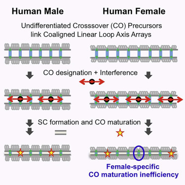 Cell：山东大学张亮然教授揭示人染色体同源重组的奥秘
