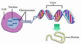 基因疗法首次治愈常见遗传病