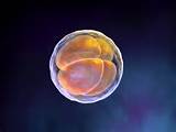 Science：首次合成人造小鼠胚胎