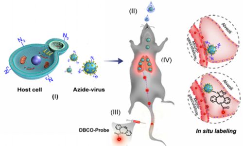 活体内病毒标记与<font color="red">示</font><font color="red">踪</font>研究取得进展