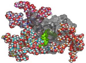科学家发现衰老细胞和癌细胞中存在相同的蛋白质