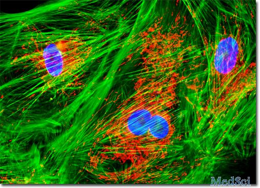 Nat Commun：北大罗金才课题组等揭示血管内皮细胞分泌新机制