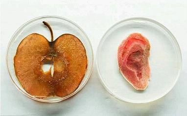 科学家如何在苹果里长出人的耳朵？