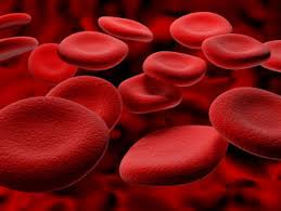PNAS：<font color="red">用血</font>红细胞当 “货船”，治疗自身免疫疾病