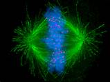 人工合成4条酵母染色体 我国科学家开启“再造生命”新纪元