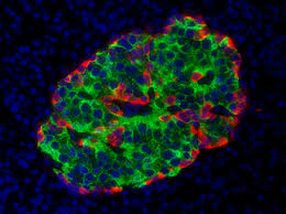 Cell Metabolism：糖尿病：<font color="red">胰岛</font>素生成细胞增殖的关键屏障