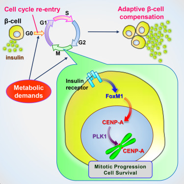 Cell Metab：科学家发现攻克1型和2型糖尿病的关键机制