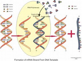Cell Research：环装RNA编码蛋白的重要机制