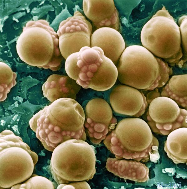 Science：脂肪细胞在禁食期间帮助肝脏