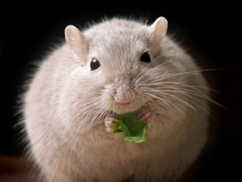 Diabetes：丁酸可以调节胰岛素抵抗肥胖小鼠肝脏线粒体功能！