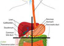 Gut：非酒精<font color="red">性</font>脂肪肝与心血管疾病及其他肝外疾病的关系