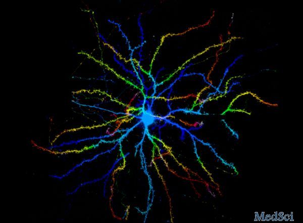 PNAS：中国科大 实现对单个神经细胞活体实时研究