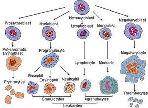 Nature Cell Biology：日美科学家发现造血<font color="red">干细胞</font>持续造血<font color="red">机理</font>