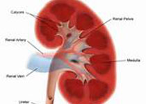KIDNEY INT：早期腹膜透析可以减轻缺血性急性肾损伤小鼠的肺部炎症！