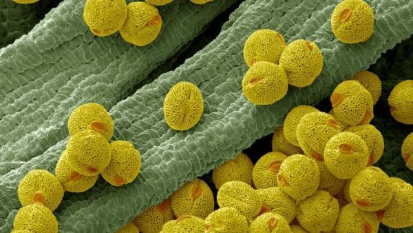 Sci Rep： 空气中充满了花粉和孢子