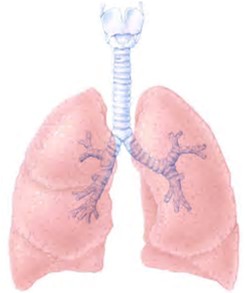 Nature：肺部能够产生血小板储存造血细胞，是重要的造血器官