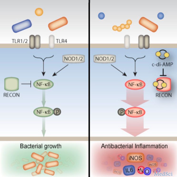 Immunity：细菌DNA环状双<font color="red">核苷酸</font>同时诱导I型干扰素产生和激活转录因子NF-KB