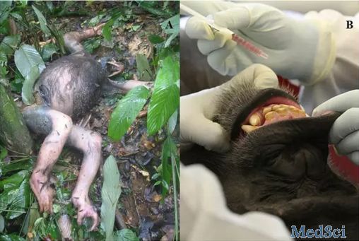 Sci Rep：最后一次在黑猩猩身上做埃博拉疫苗实验，是为了拯救它们