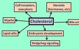 Science：胆固醇自我调控mTOC1信号的激活，影响肥胖及糖尿病