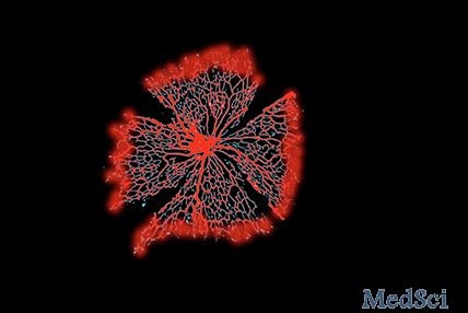 neuron：跨细胞运输对血液 - 视网膜屏障的封闭负有意想不到的责任