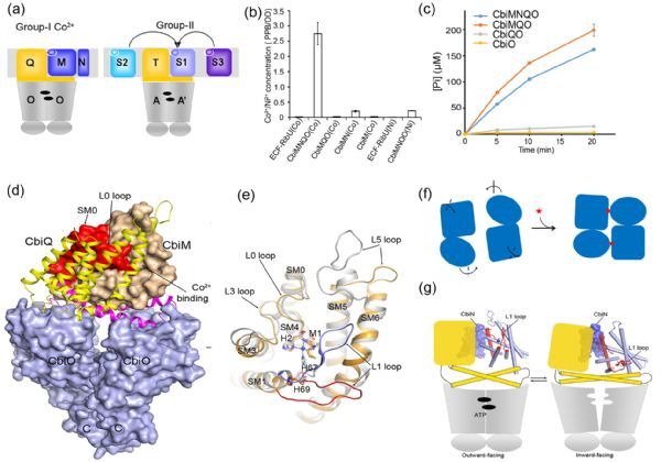 Cell Res：最新研究报道钴离子ECF转运蛋白复合体的结构与机理