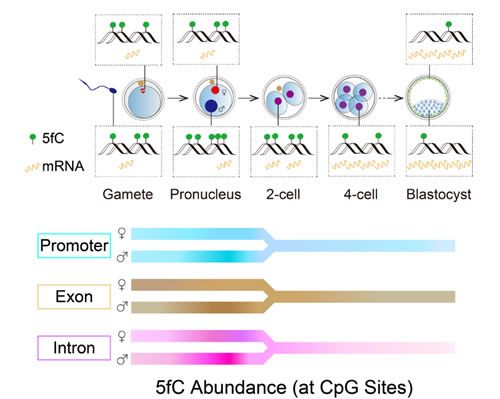 Cell Stem Cell：北大科学家解析小鼠<font color="red">着床</font><font color="red">前</font><font color="red">胚胎</font>中的单碱基分辨率5-醛基胞嘧啶（5fC）谱图
