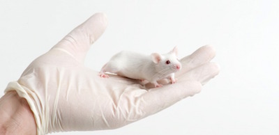 JI：日本科学家开发人源化小鼠模型 在体研究NK细胞<font color="red">功能不</font>再困难