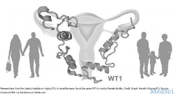Human Molecular Genetics：研究人员发现基因Wt1影响妇女的生育能力