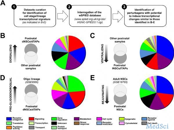 PLOS Biology：研究<font color="red">发现</font>脑修复的潜在<font color="red">药物</font>