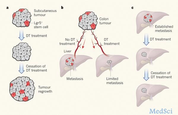 Nature：两篇论文挑战癌症干细胞概念：癌干细胞与癌症转移有关吗？