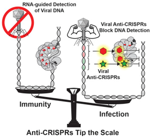 Cell：揭示抗CRISPR蛋白<font color="red">阻断</font>CRISPR系统机制