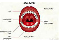 J Endod：上颌切牙腭裂沟形态分析：一项病例系列分析