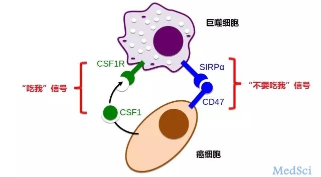 <font color="red">CD47</font>抗体有望治疗5种恶性儿童脑瘤